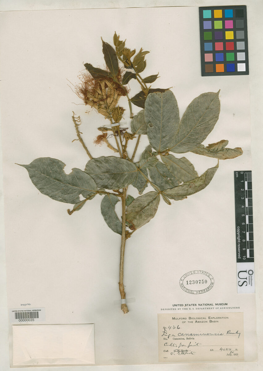 Inga canaminensis