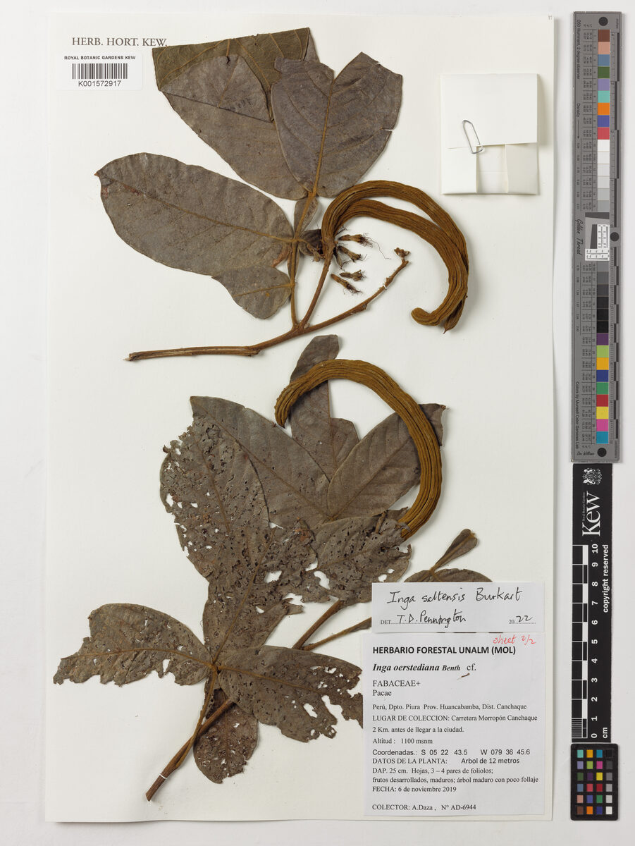 Inga cf saltensis — photo