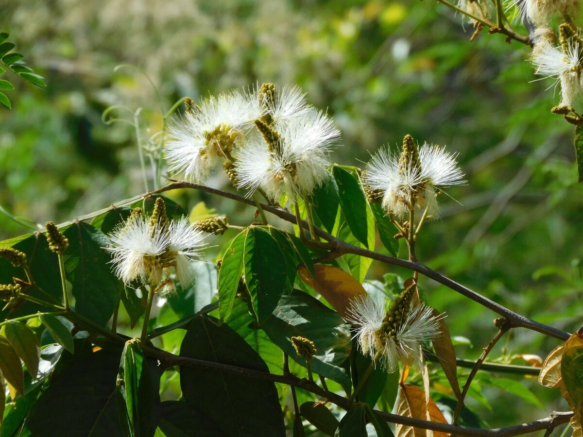 Inga cf saltensis