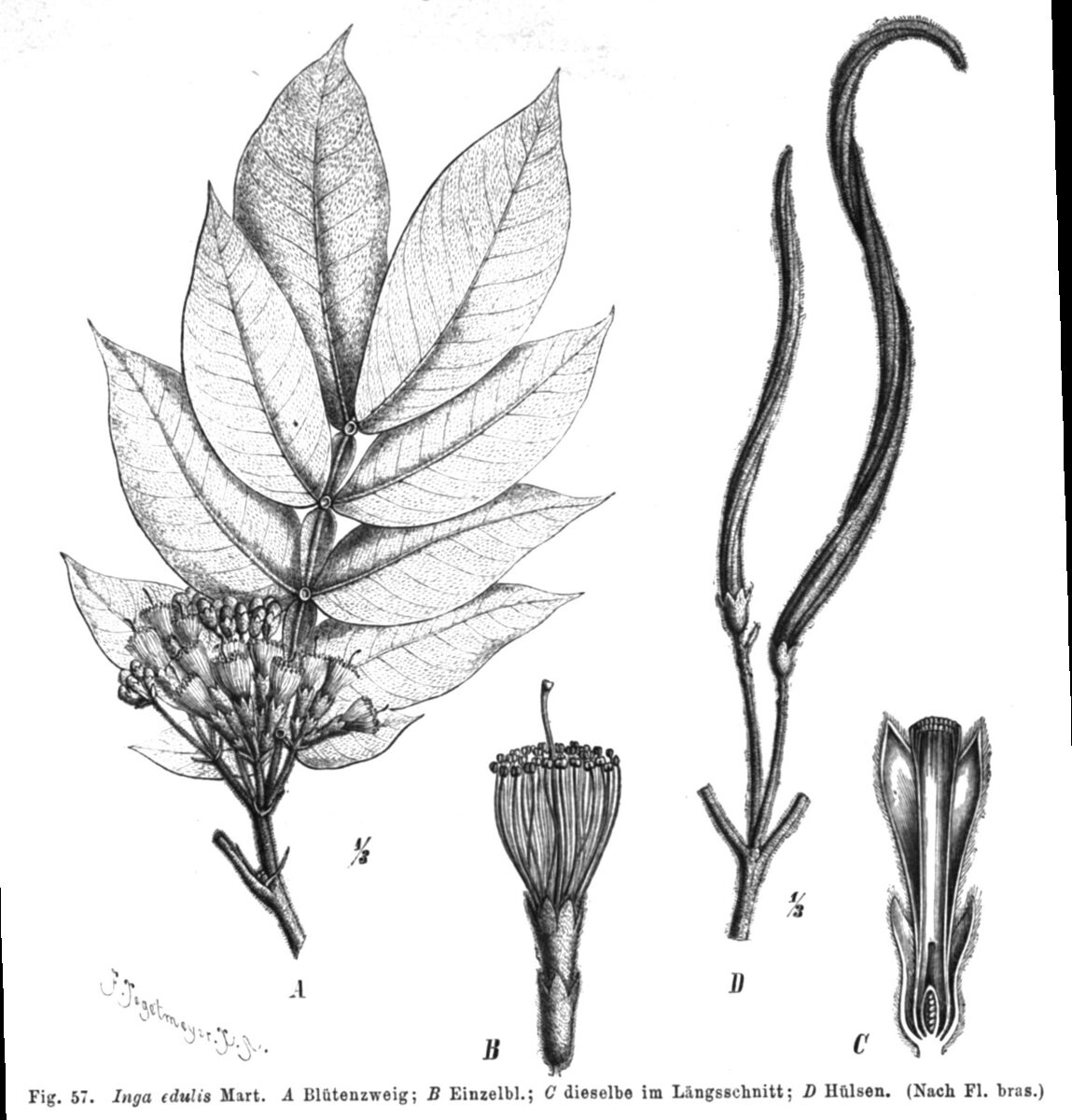 Inga cinnamomea (Inga Assu) — photo