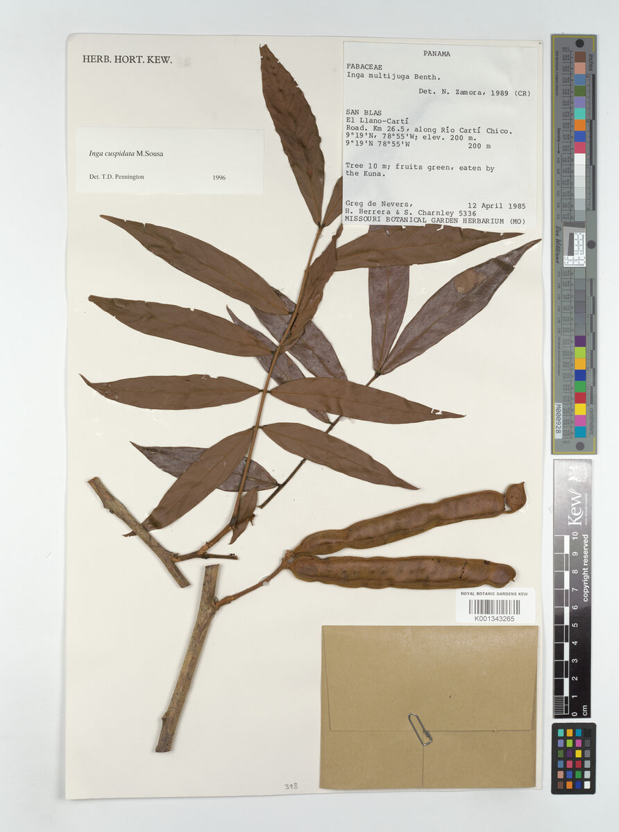 Inga cuspidata (Cuspidate inga) — photo
