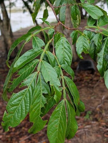 Inga disticha (Warakosa) — photo