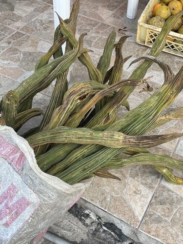 Inga edulis (Ice Cream Bean) — photo