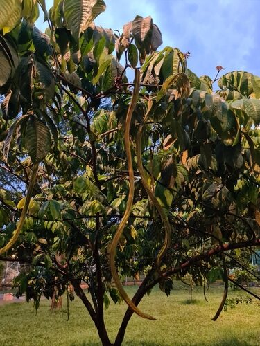Inga edulis (Ice Cream Bean) — photo