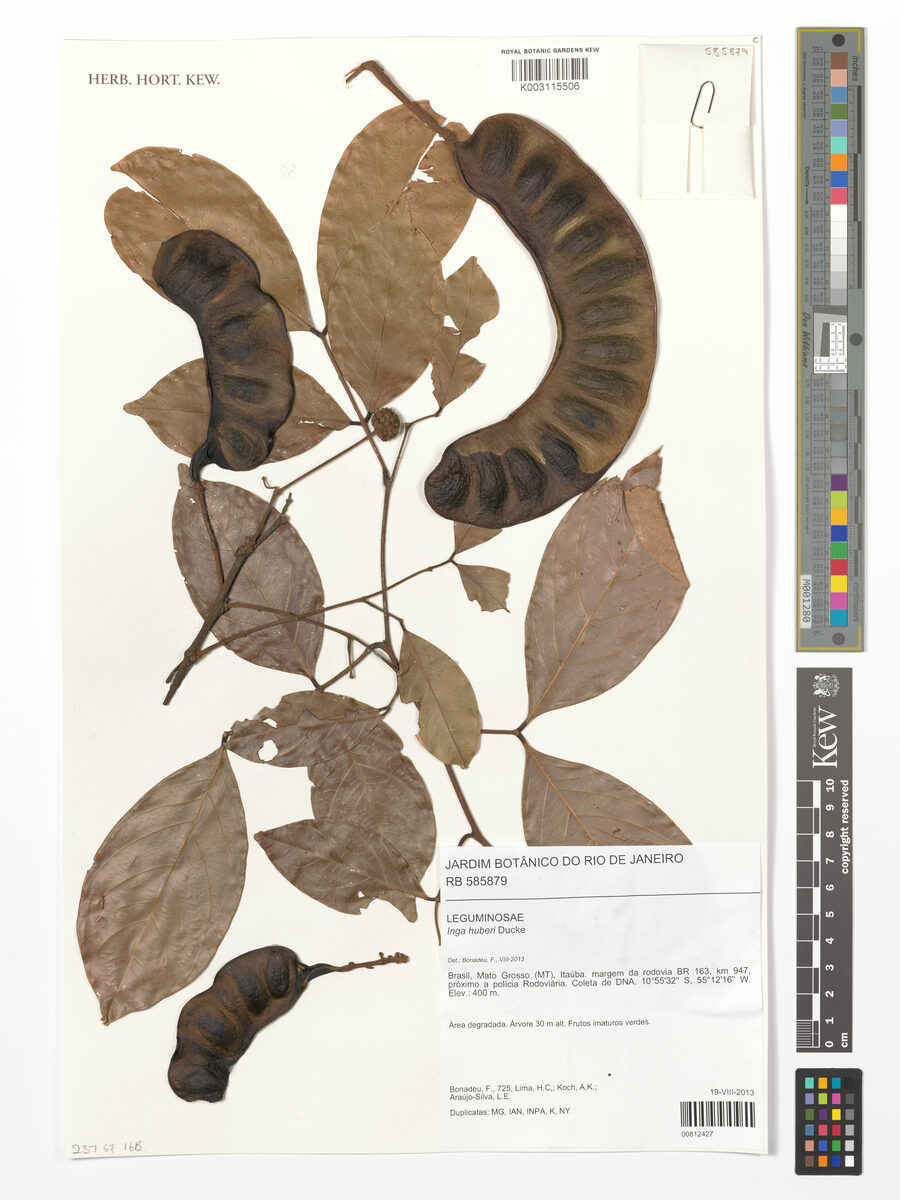 Inga huberi (Black whitey) — photo