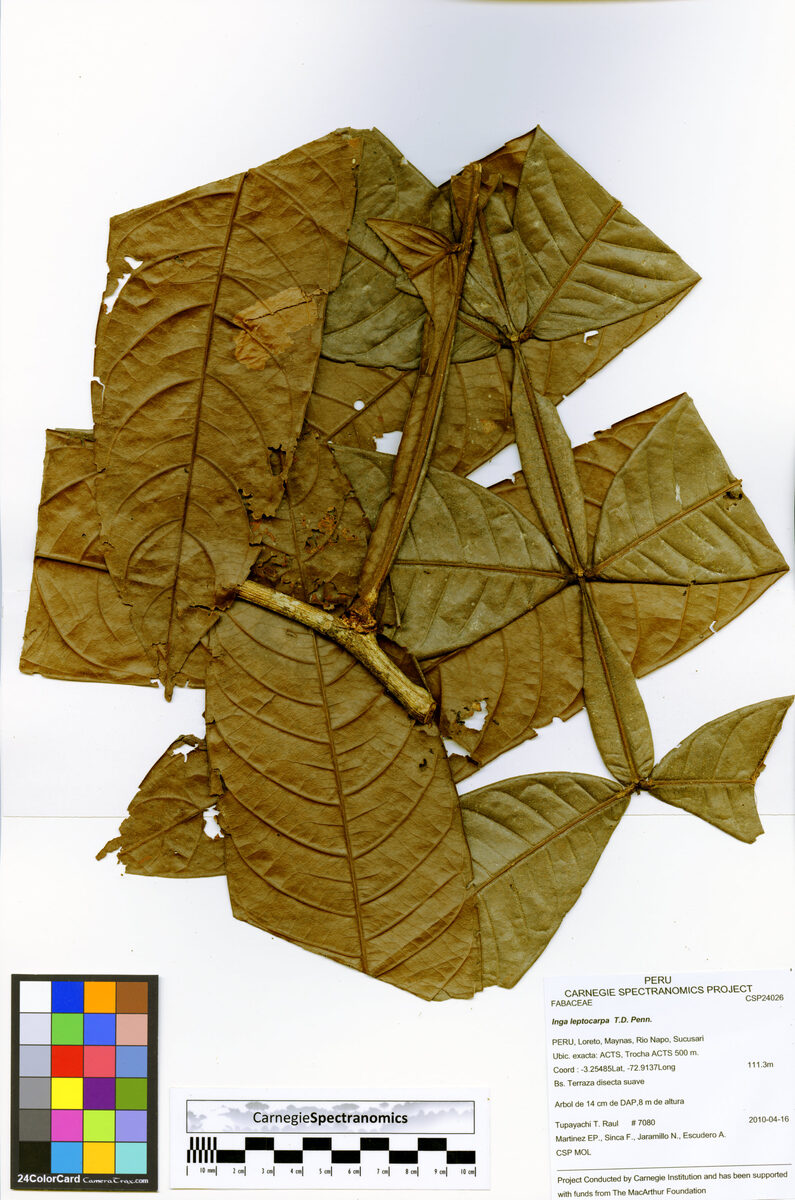 Inga leptocarpa (Thinfruit inga) — photo