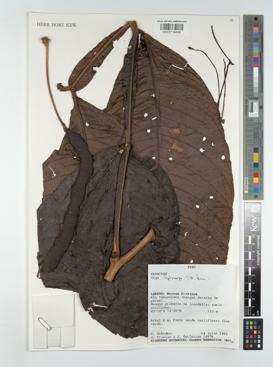 Inga leptocarpa (Thinfruit inga) — photo