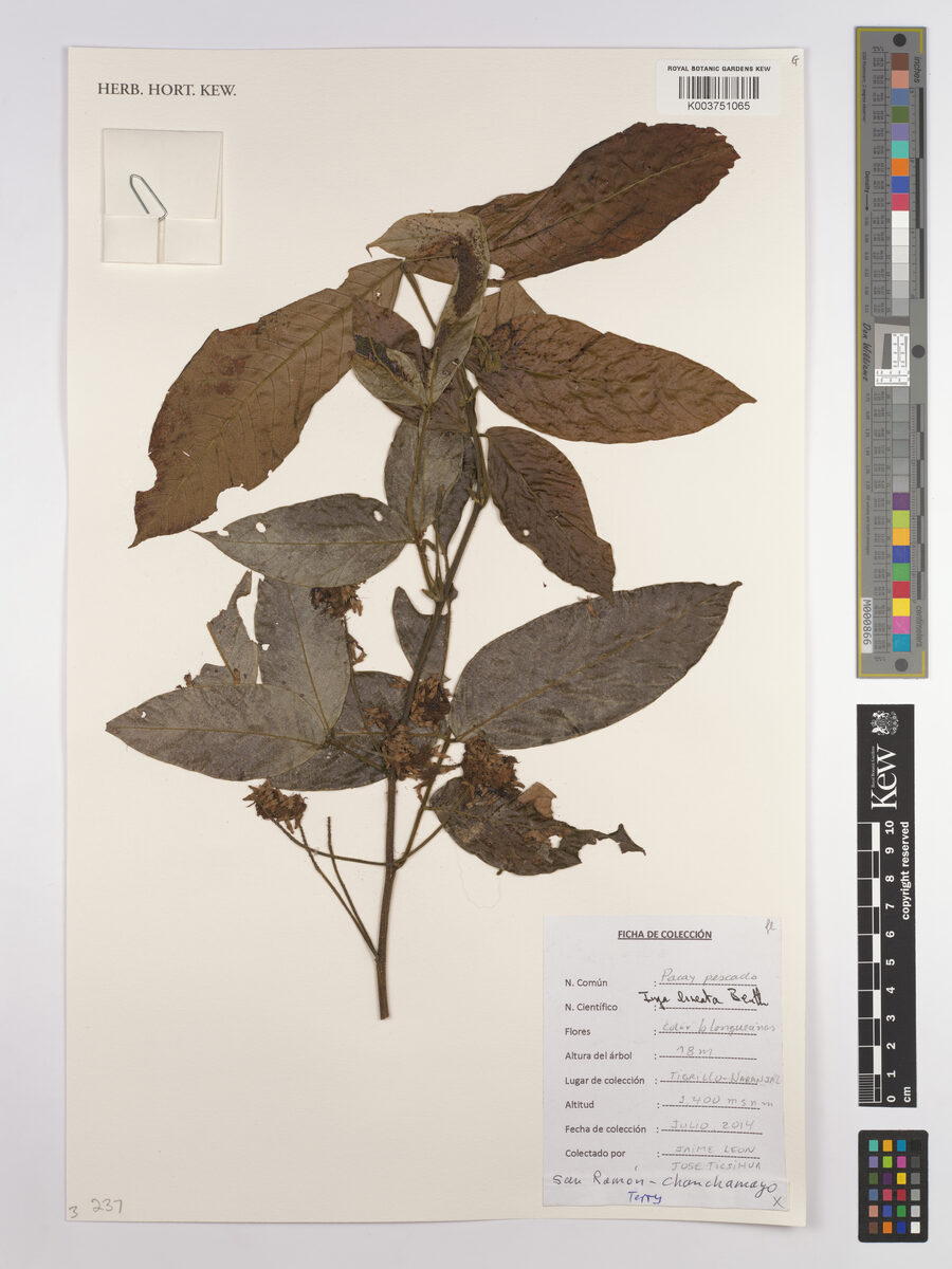 Inga lineata (Lineate inga) — photo