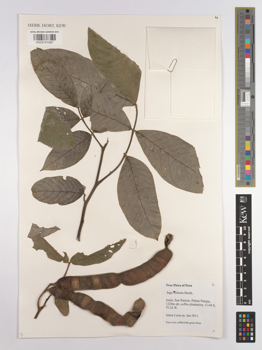 Inga lineata (Lineate inga) — photo
