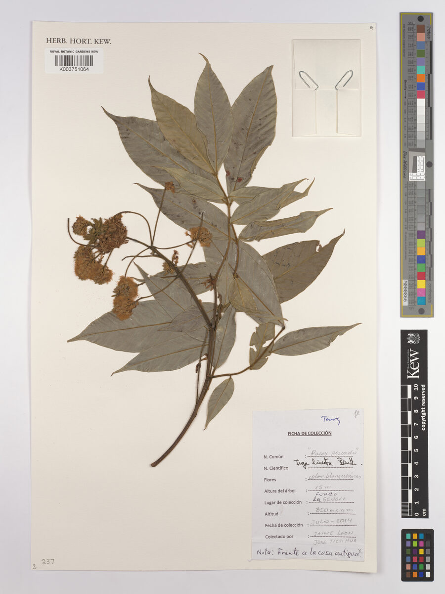 Inga lineata