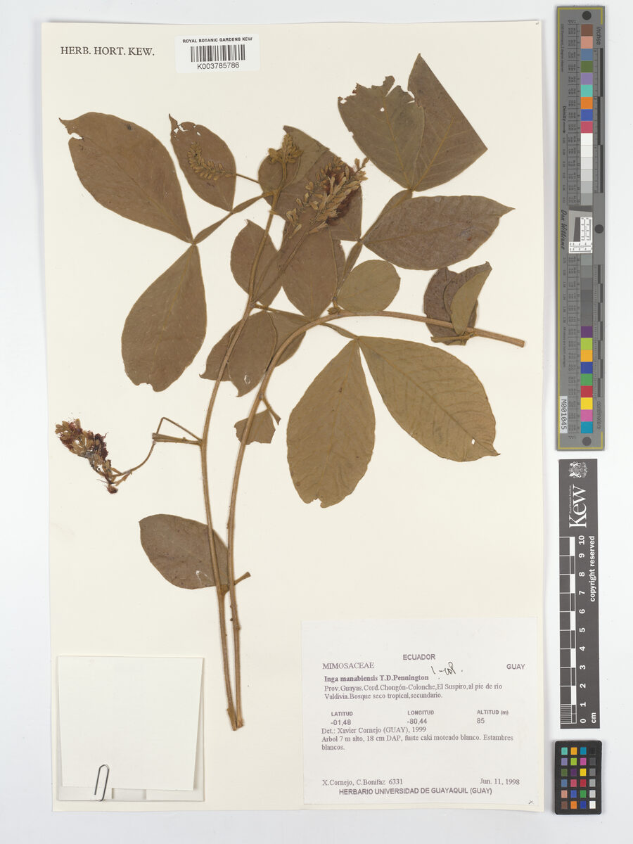 Inga manabiensis (Manabi inga) — photo