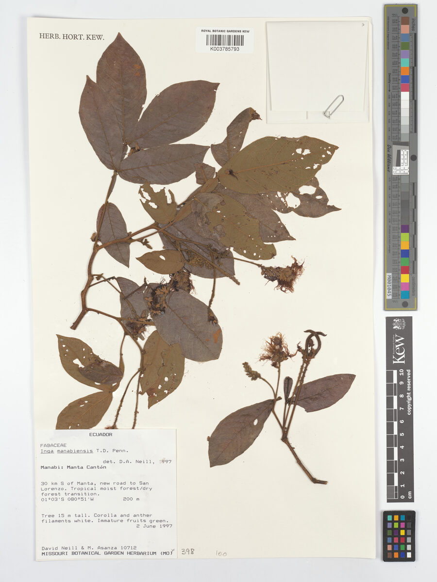 Inga manabiensis (Manabi inga) — photo