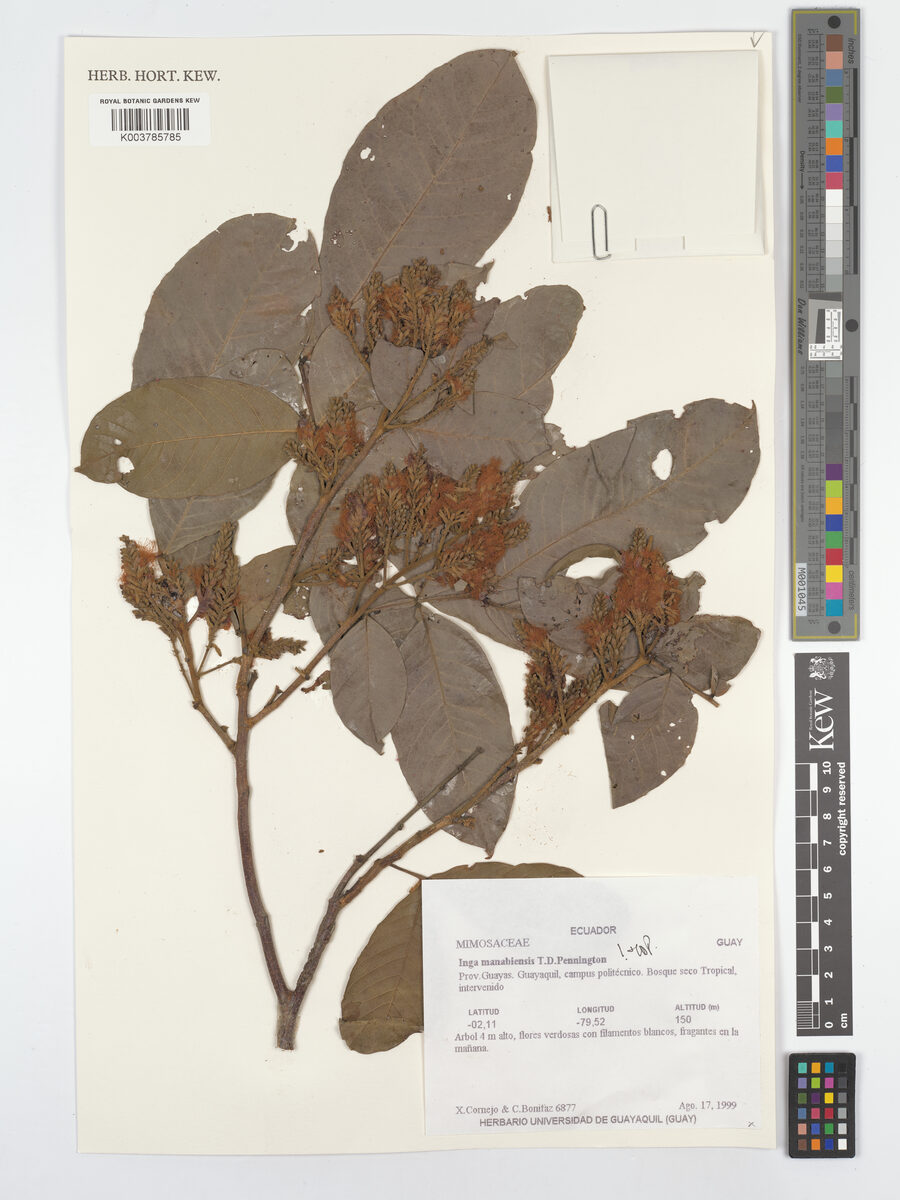 Inga manabiensis