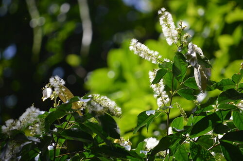 Inga multicaulis (Guabilla) — photo