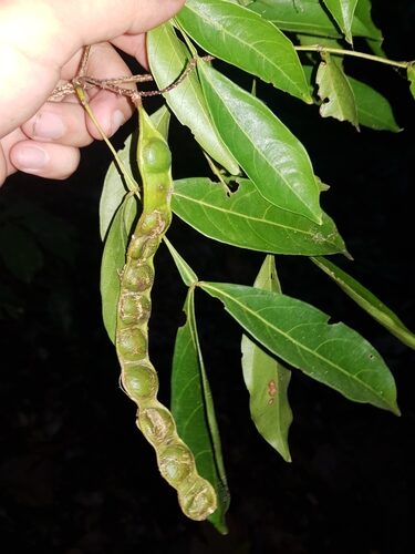 Inga multicaulis (Guabilla) — photo