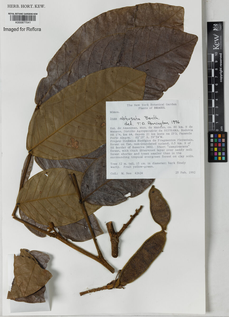 Inga obtusata (Obtuse inga) — photo