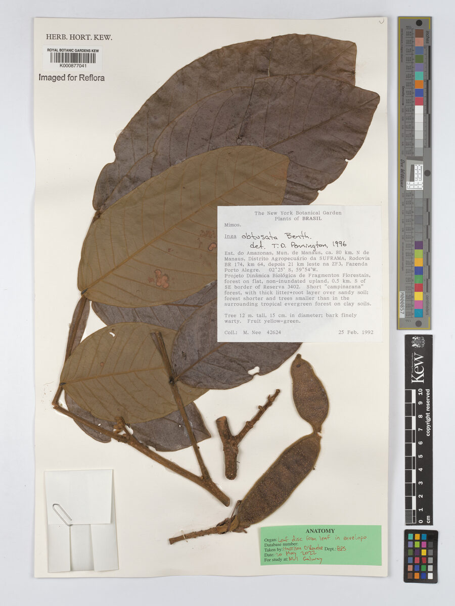Inga obtusata (Obtuse inga) — photo