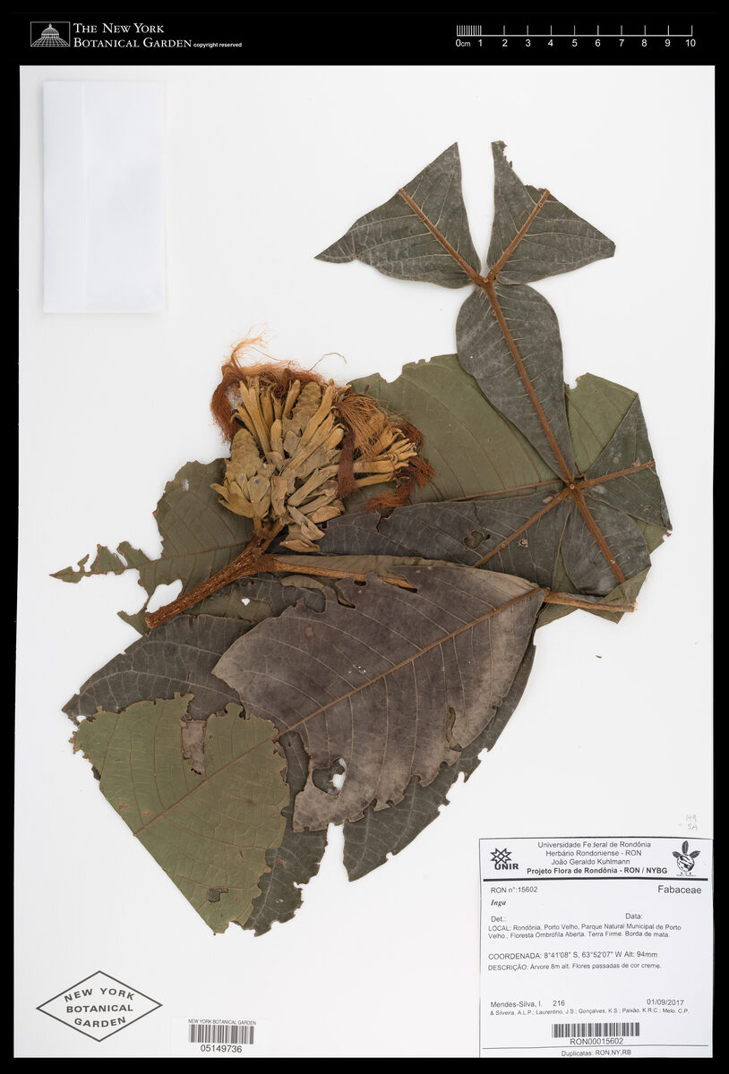 Inga obtusata