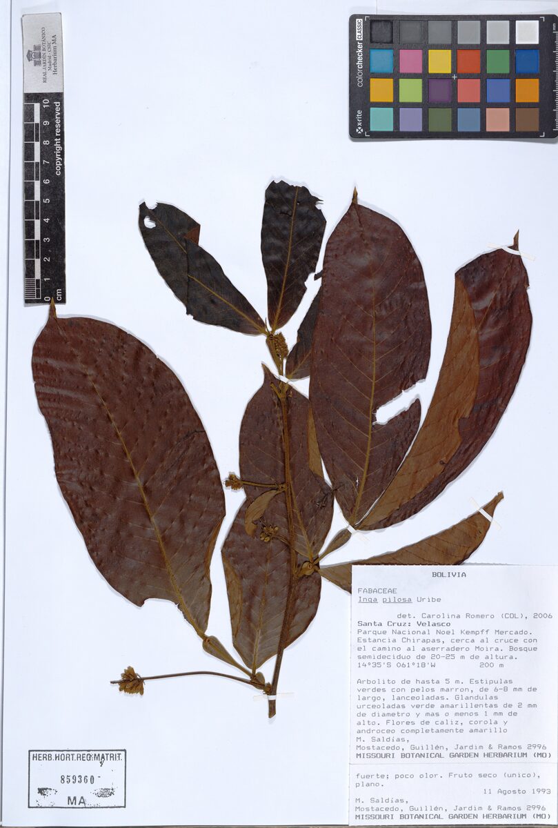 Inga pilosa (Uribe inga) — photo