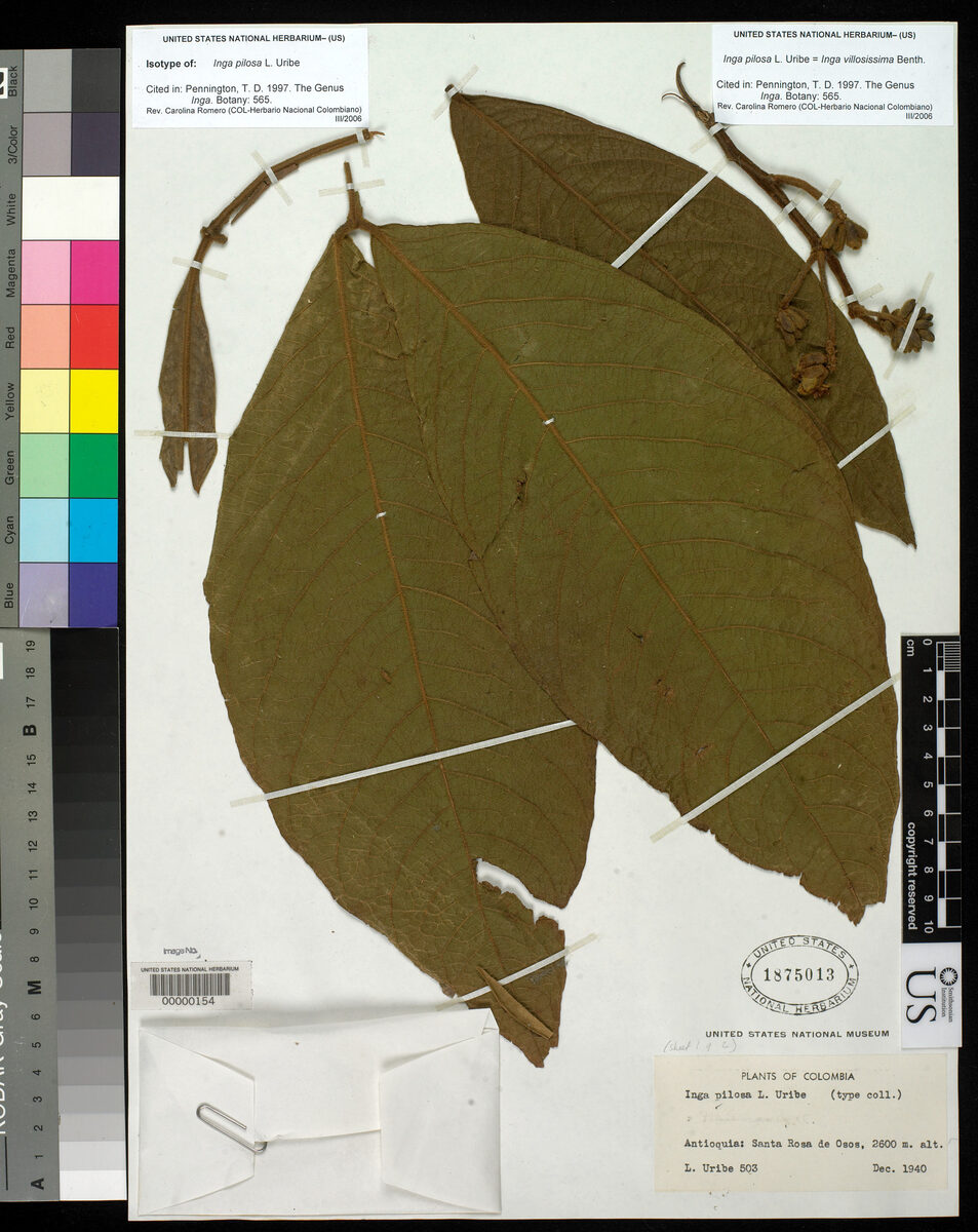 Inga pilosa (Uribe inga) — photo