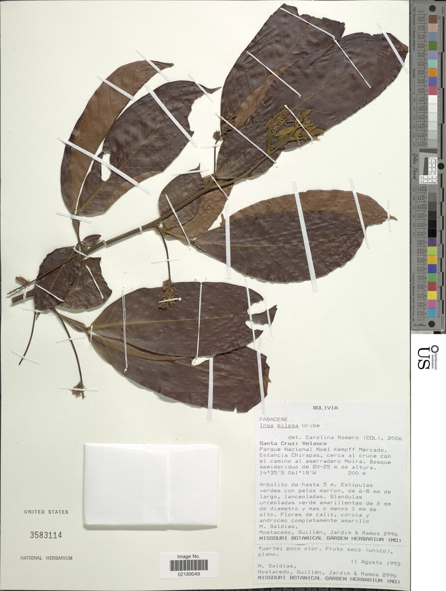 Inga pilosa