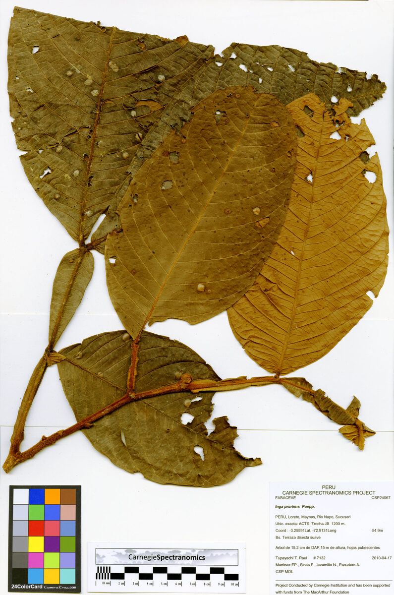 Inga pruriens (Irritant inga) — photo