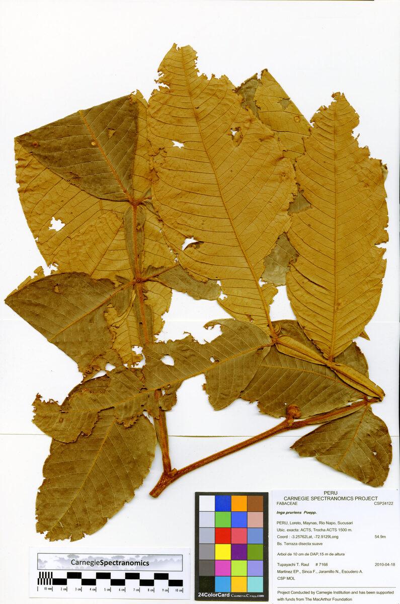 Inga pruriens (Irritant inga) — photo