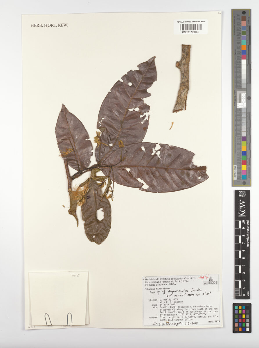 Inga rhynchocalyx — photo