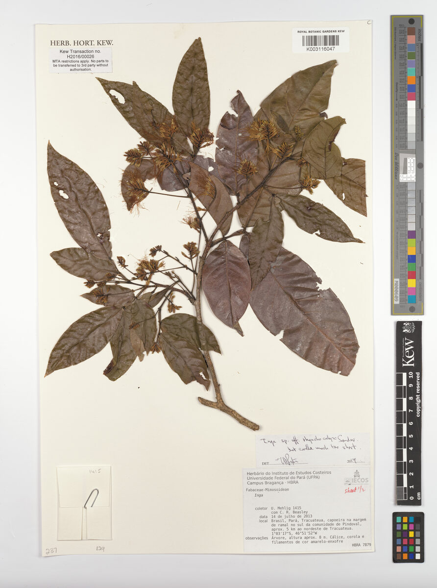 Inga rhynchocalyx — photo