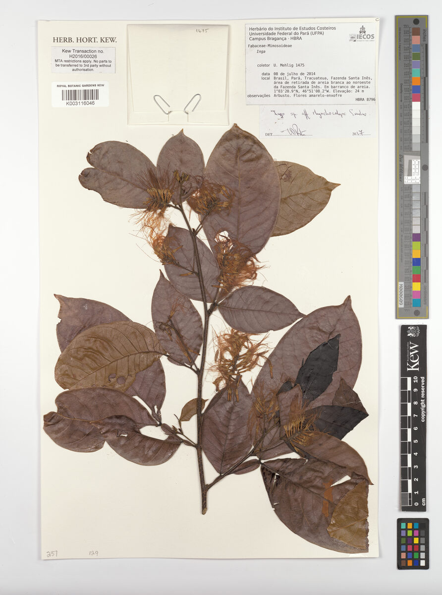 Inga rhynchocalyx