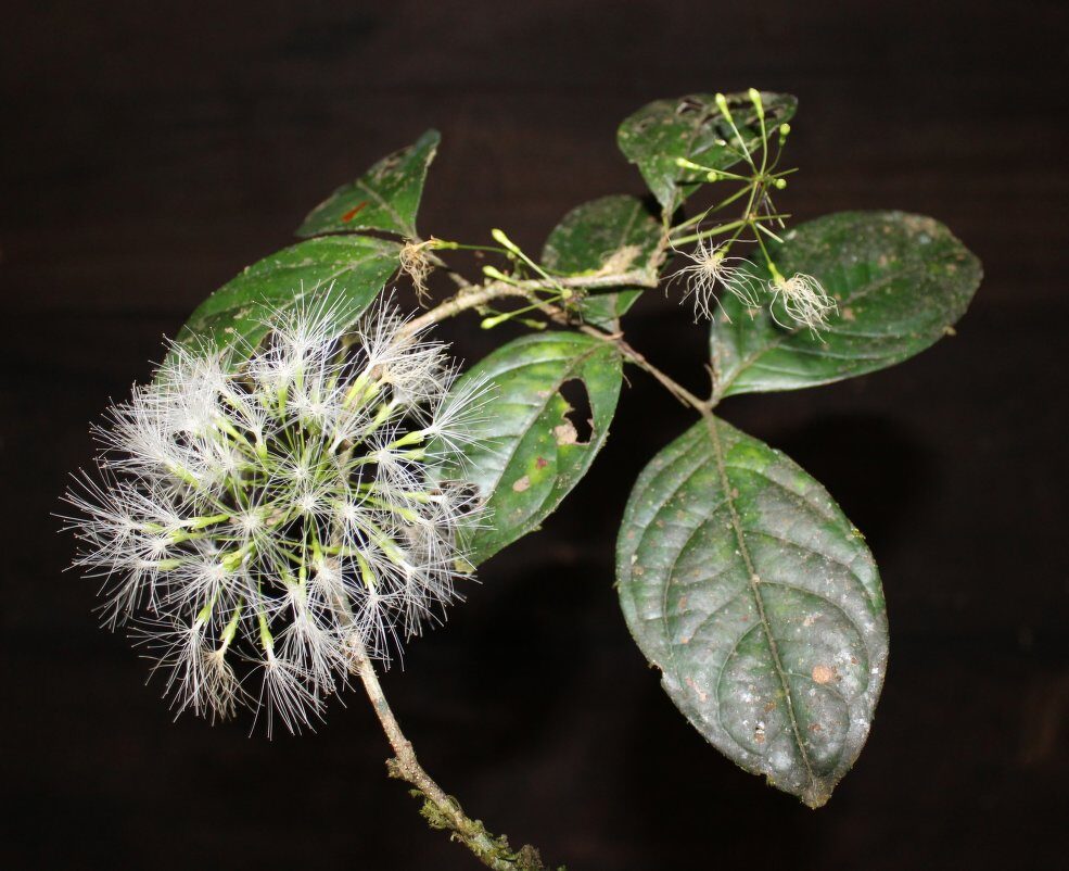 Inga sertulifera subsp. leptopus (Turtle whitey) — photo