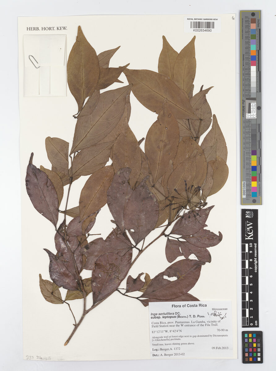 Inga sertulifera subsp. leptopus (Turtle whitey) — photo