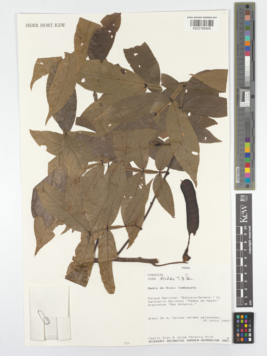 Inga striolata (Guabilla) — photo