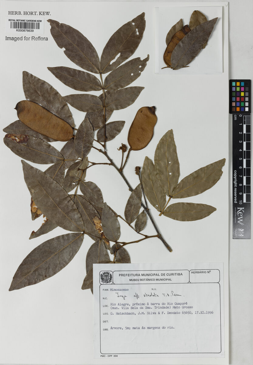 Inga striolata (Guabilla) — photo