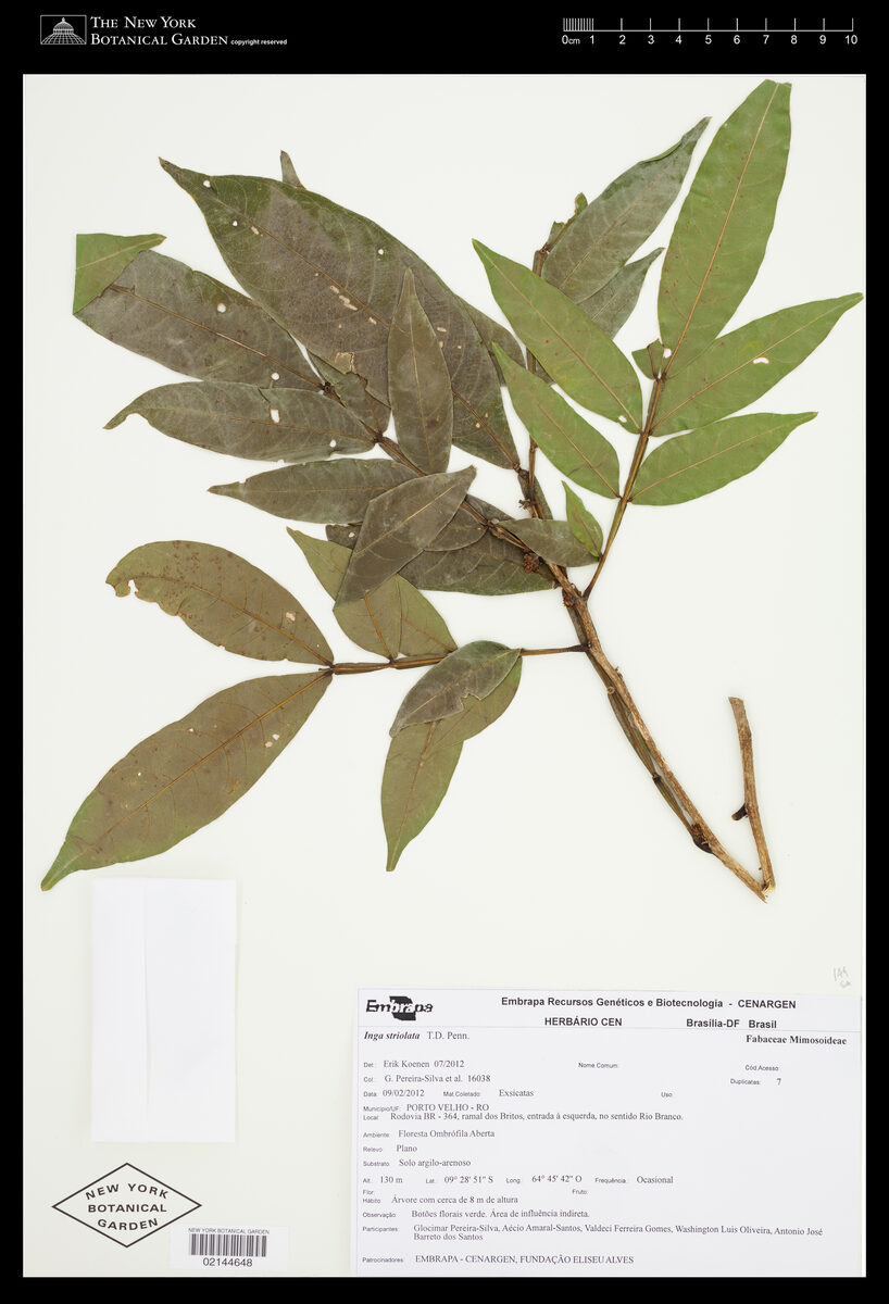 Inga striolata