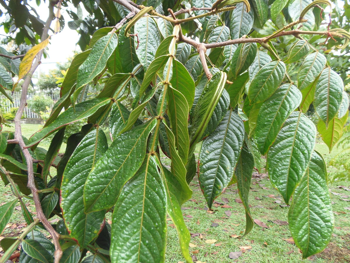 Inga vera subsp. spuria (Guaba) — photo