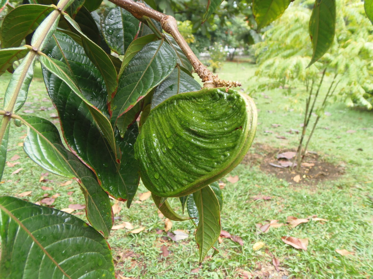 Inga vera subsp. spuria (Guaba) — photo