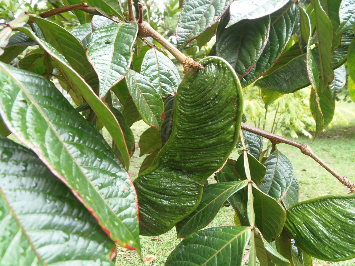 Inga vera subsp. spuria