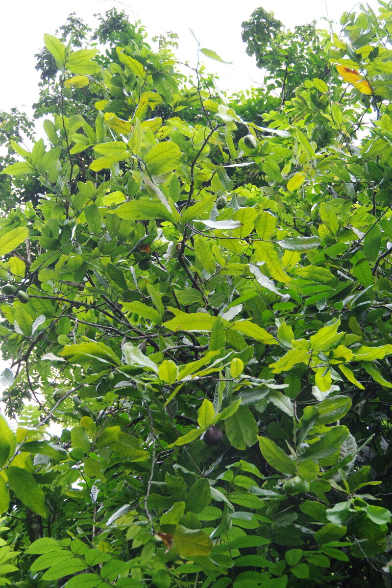 Inocarpus fagifer - (Parkinson) Fosberg. (Tahiti Chestnut) — photo