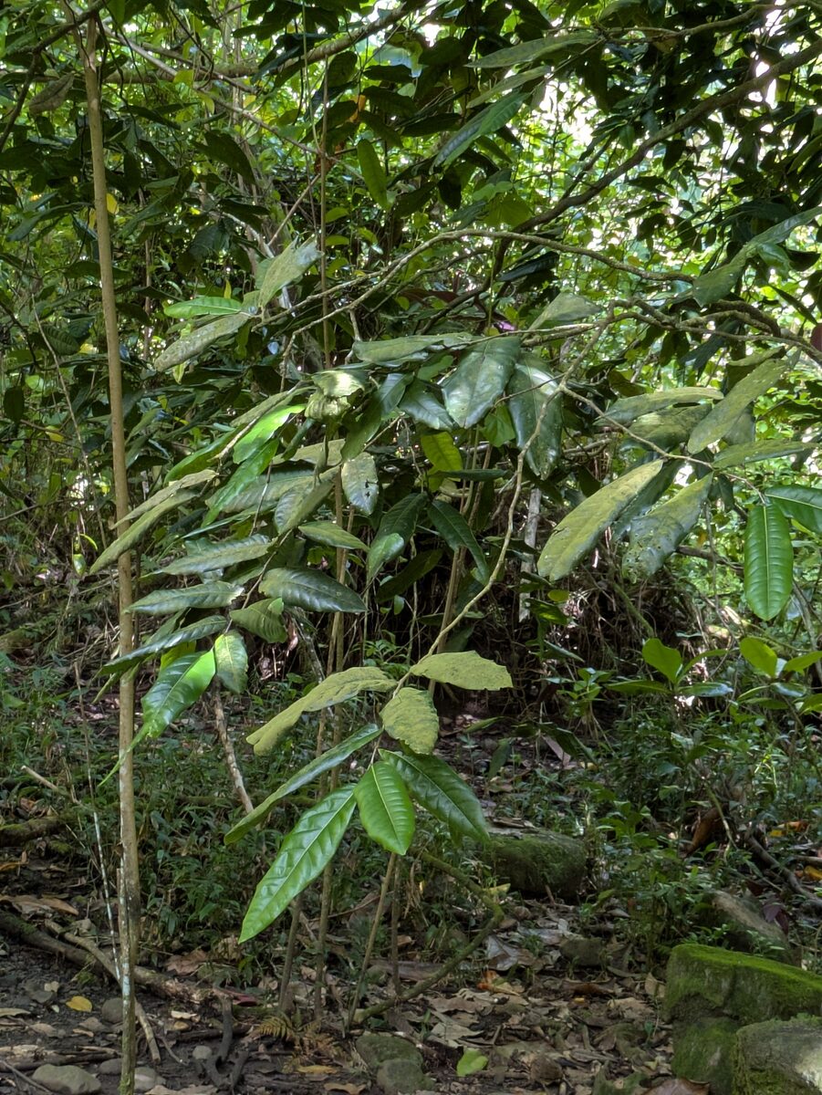 Inocarpus fagifer - (Parkinson) Fosberg. (Tahiti Chestnut) — photo