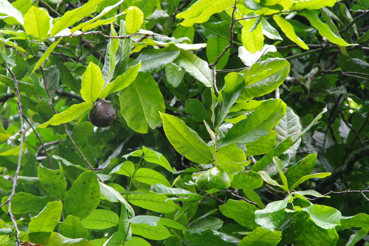 Inocarpus fagifer - (Parkinson) Fosberg.