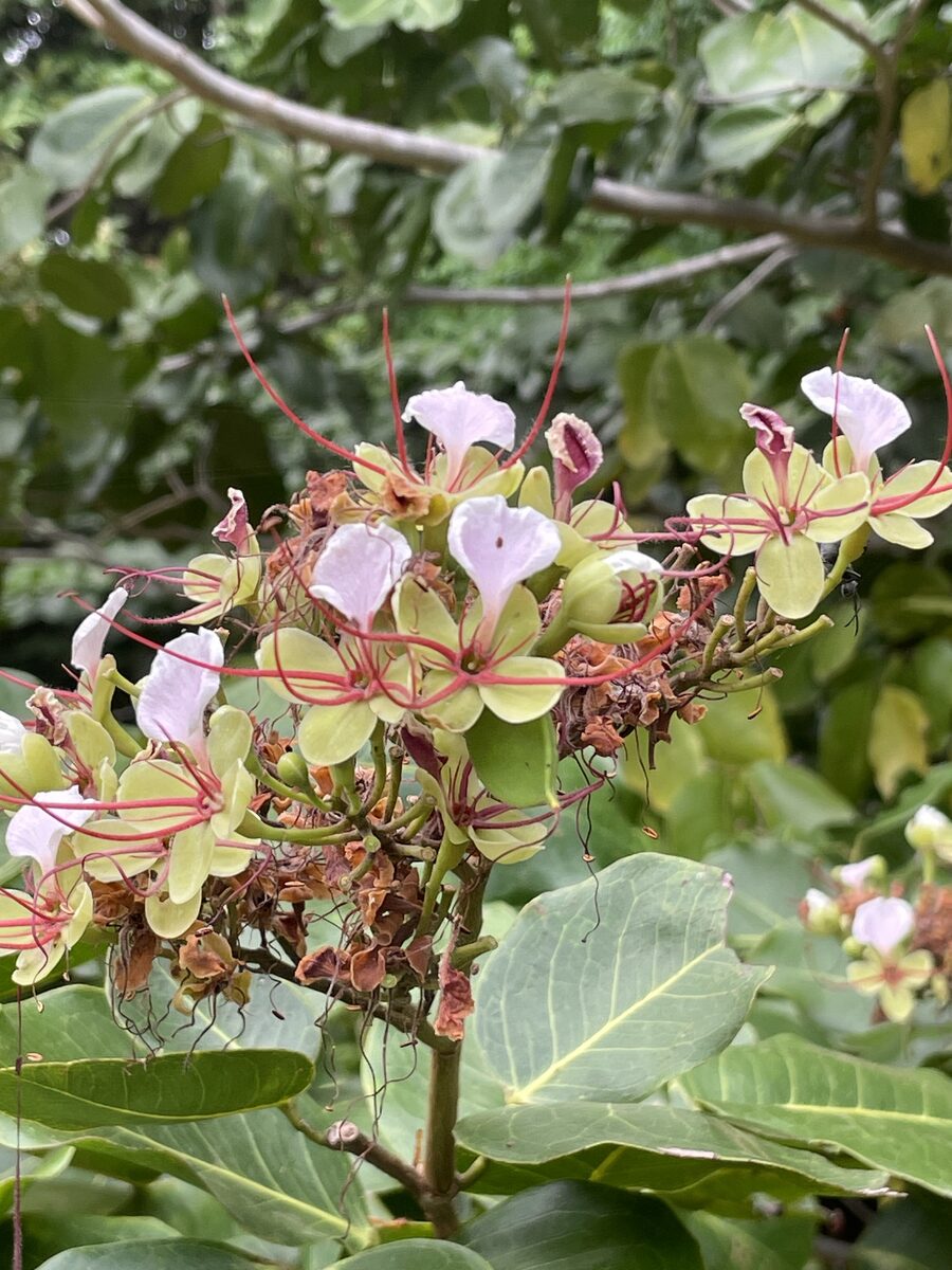 Intsia bijuga - (Colebr.) Kuntze (Moluccan Ironwood) — photo