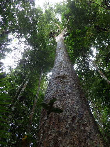 Intsia palembanica (Borneo Teak) — photo