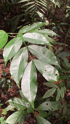 Intsia palembanica (Borneo Teak) — photo
