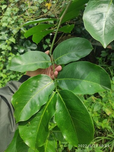 Intsia palembanica