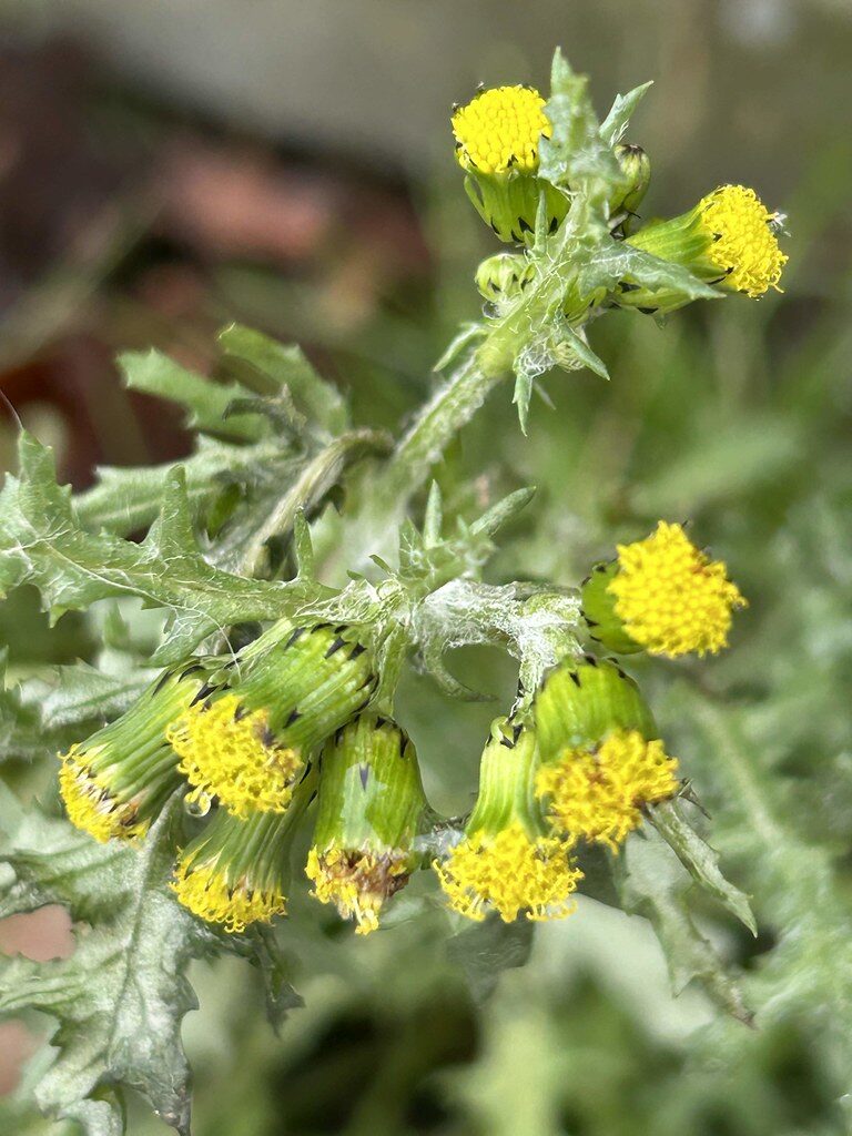Inula britannica chinensis - (Rupr.)Regel. (Xuan Fu Hua) — photo