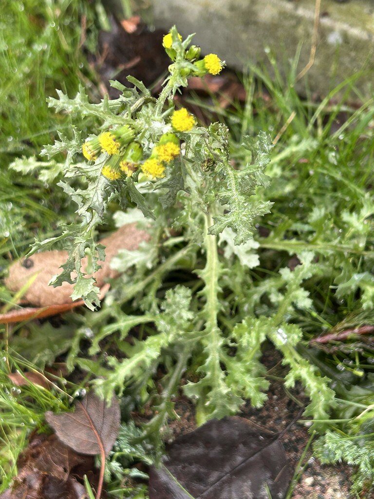 Inula britannica chinensis - (Rupr.)Regel.
