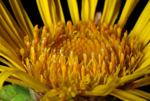 Inula helenium (Elecampane) — photo