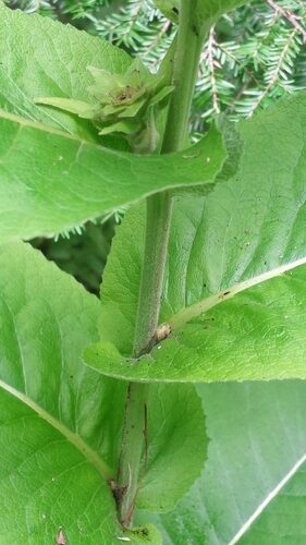 Inula helenium (Elecampane) — photo