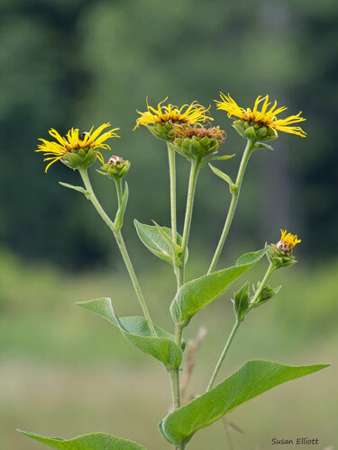 Inula helenium